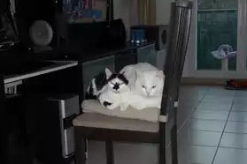 Urgent! 2 adorables chats à donner!