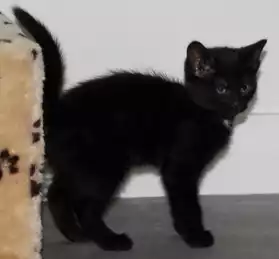 LARA, merveilleuse petite chatte, 2 mois