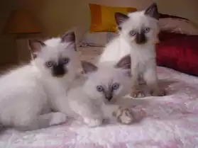 Superbes chatons sacré de Birmanie loof