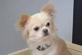Chien type Chihuahua