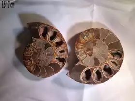 Minéraux: Ammonite sciée