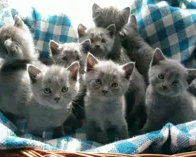 a réserver chatons chartreux non loof