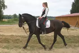 Zugar, joli cheval de pure race minorqui