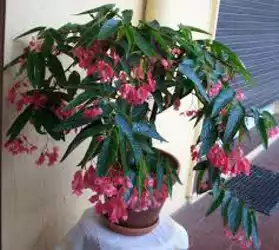 Begonia Tamaya rose