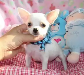 Deux Chiots Chihuahua Miniature, Male et