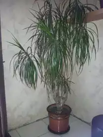 plante d'interieur