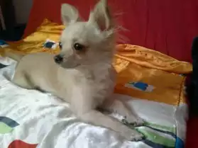 Chihuahua Poils longs Non lof