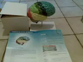 modele anatomique du cerveau