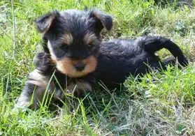 Chiots yorkshire terriers LOF