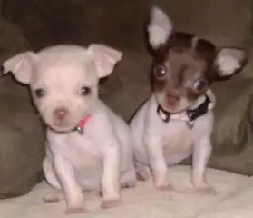 Adorable Chiot chihuahua femelle