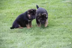 Chiots berger allemad migons non LOF
