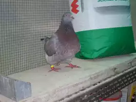 vends pigeons TEXANS Italien et Francais