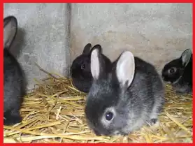 3 bébés lapins disponibles immédiatement