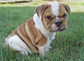 Adorable Chiot Bulldog Anglais