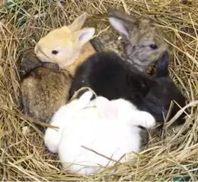 Français lapins Mini lopper à vendre