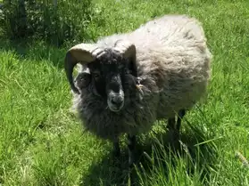 mouton d'ouessant