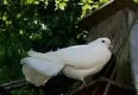pigeon paon