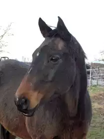 Gentil cheval