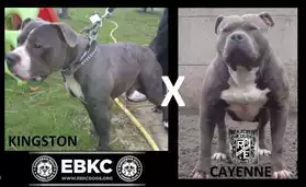 chiots american bully!!!