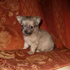 Donne chiot type chihuahua