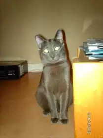 chat type chartreux de 1ans