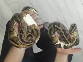 pythons regius