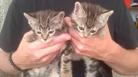 Magnifique chatons