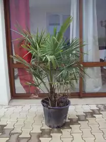 palmier résistants au froid -18°C.