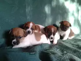 A vendre 4 chiots jack RUSSELL