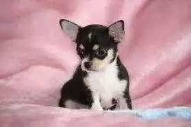 a donner 4 chiots type chihuahua