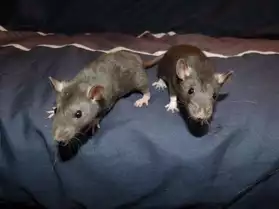 deux ratons mâles