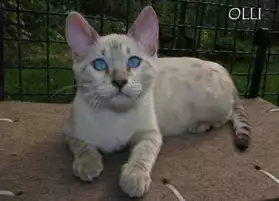 Bengal snow linx spotted/rossete