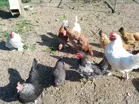 poulettes