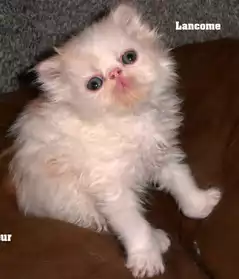 A RESERVER CHATON PERSAN MALE LOOF