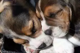 magnifique chiots beagle lof