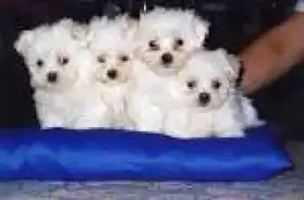 chiots bichons maltheses a dopter