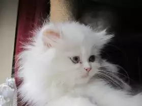 magnifique chaton persan
