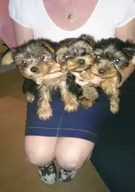 chiots yorshire terrier