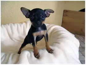 chiots miniature pinscher toy chihuahua