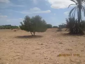 Terrain 700 m2 mahboubine jerba tunisie