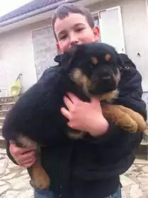 Adorable Chiot Male Berger Allemand
