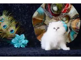 A donner Magnifique chaton persan femell