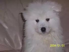 VEND CHIOTS SAMOYEDE