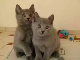 Adorables chatons chartreux LOOF