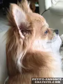 Cherche copine Chihuahua pour saillie
