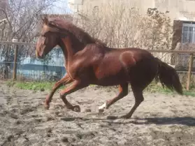 Exceptionnel cheval espagnol PP ALEZAN