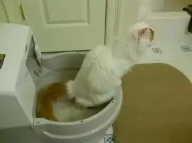 premier toilette au monde pour chat