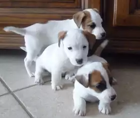 Chiot jack russel