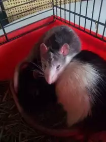 Donne deux rats+cage