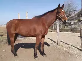 cheval SF